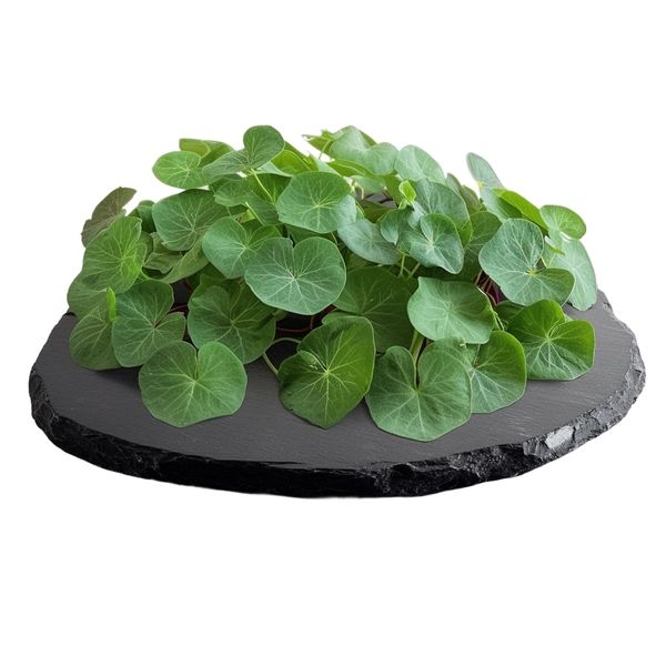 Tinygreens Microgreens Lichořeřišnice DUO 50g thumbnail