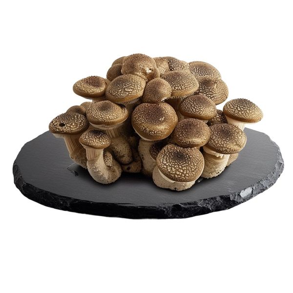 Urban Fungi Shiitake Houževnatec jedlý 1 kg thumbnail