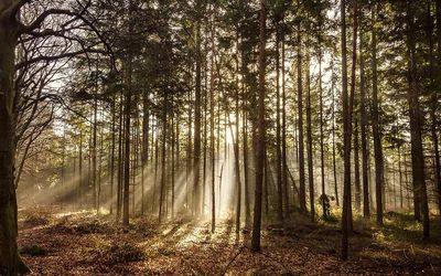 V hotelech Srní šetří stovky stromů a desítky tun CO₂ s papírem z recyklovaných materiálů