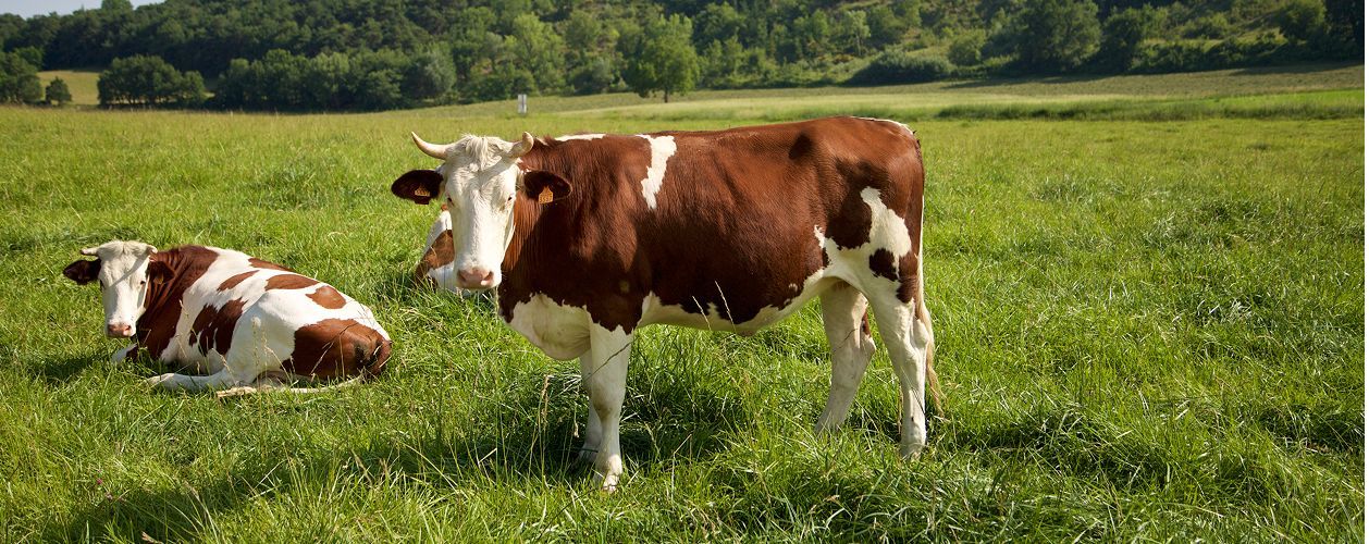 Farmářské automaty: Revoluce v prodeji čerstvých produktů