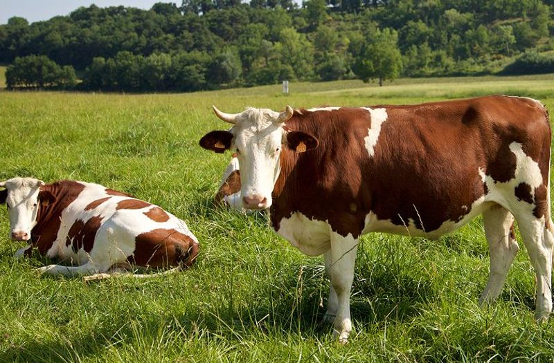 Farmářské automaty: Revoluce v prodeji čerstvých produktů