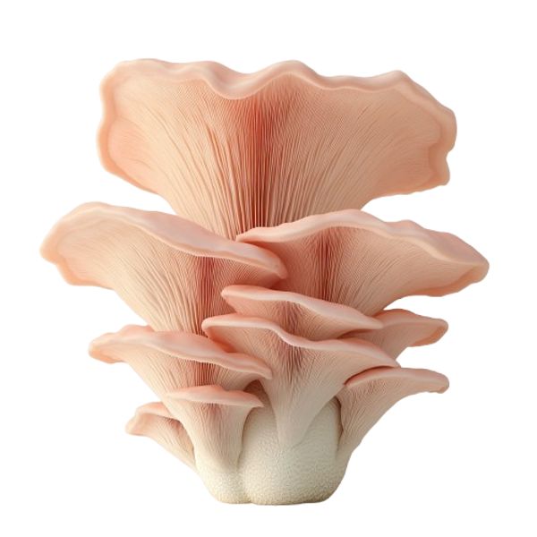 Hlíva růžová thumbnail